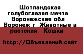 Шотландская голубоглазая мечта - Воронежская обл., Воронеж г. Животные и растения » Кошки   